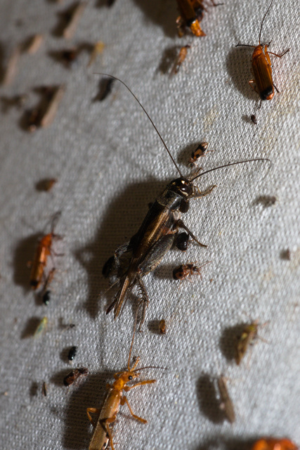 Eumodicogryllus bordigalensis - bordói tücsök