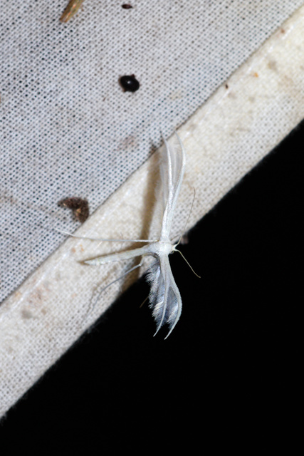 Pterophorus pentadactyla - fehér tollasmoly