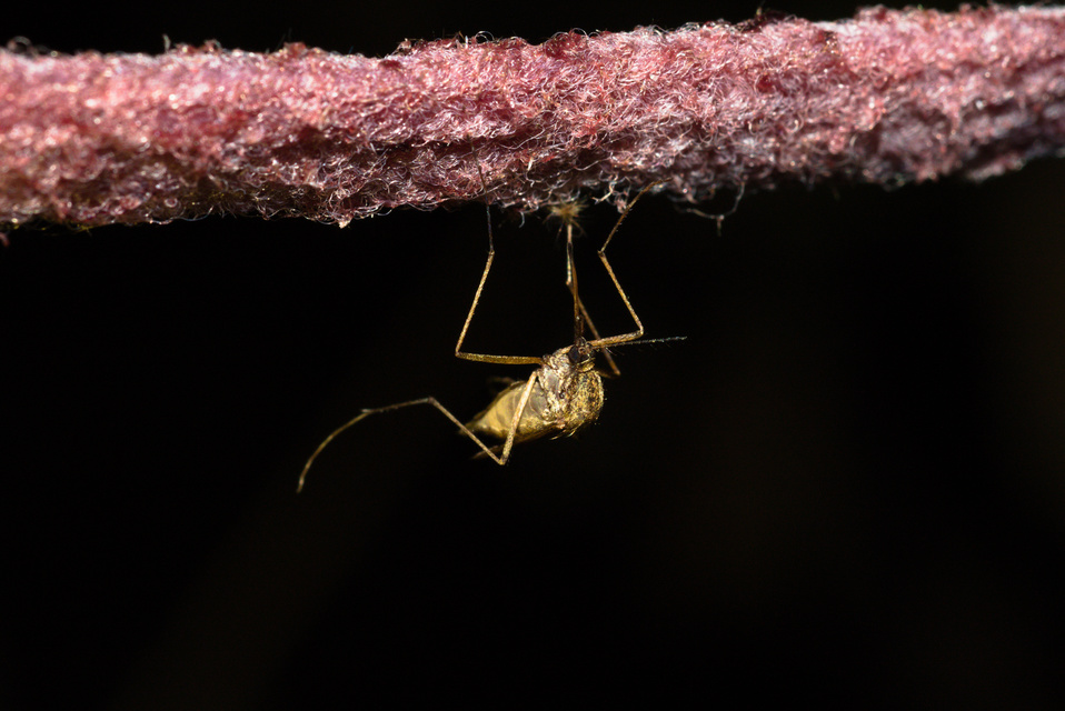 Culicidae - csípőszúnyogok