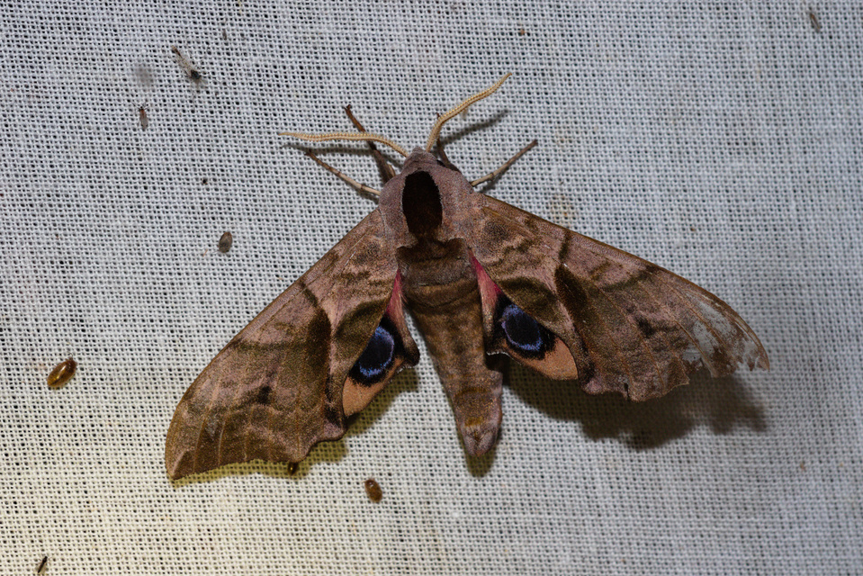 Smerinthus ocellatus - esti pávaszem