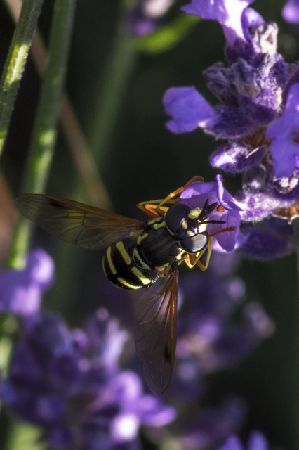 Chrysotoxum
