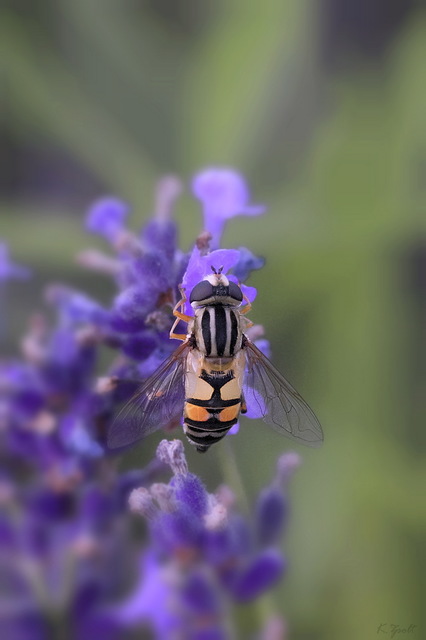Helophilus trivittatus - nagy mocsárilégy