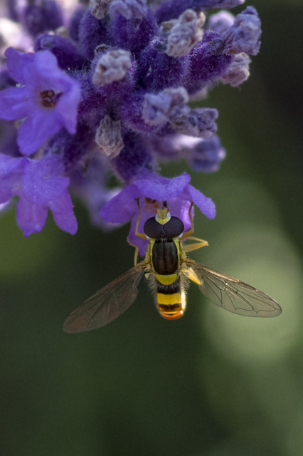 Sphaerophoria