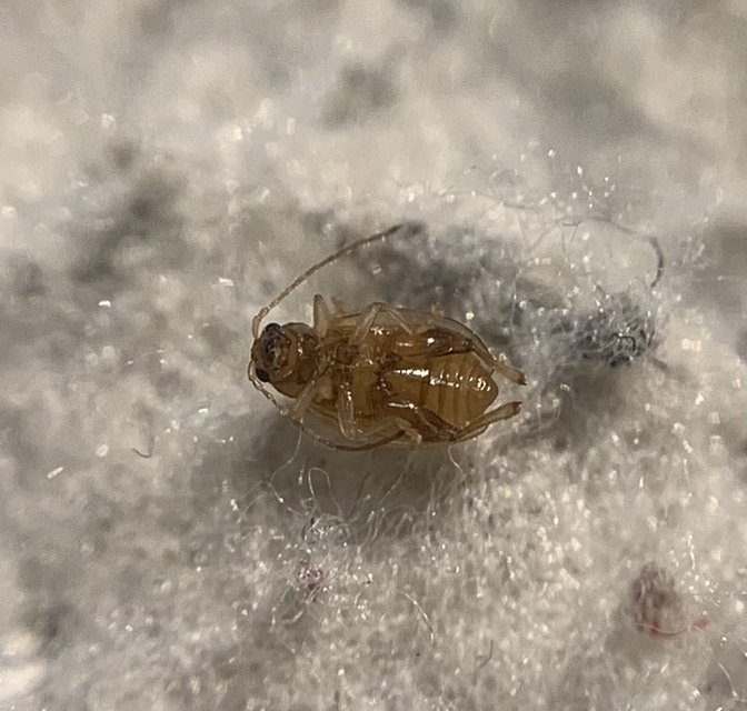 Longitarsus rubiginosus