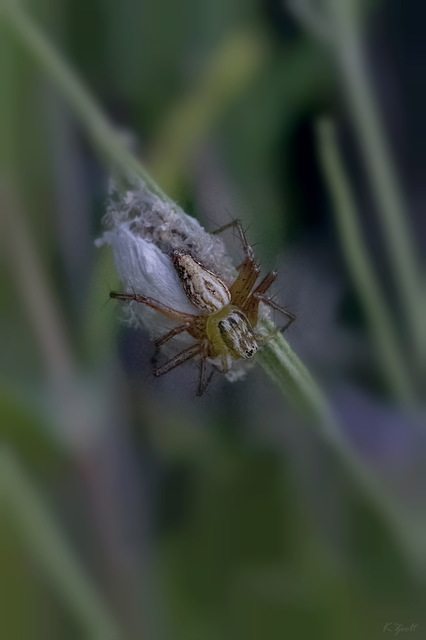 Oxyopes lineatus