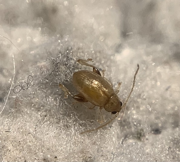 Longitarsus rubiginosus