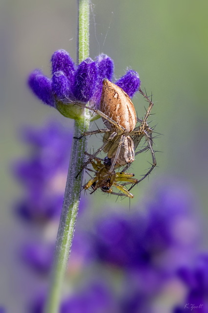 Oxyopes lineatus