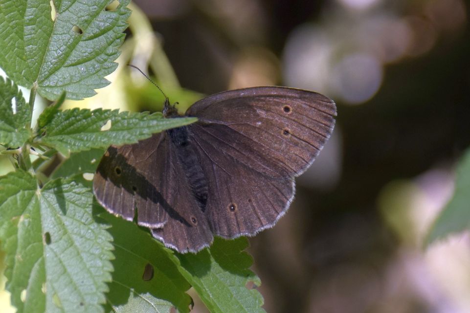 Aphantopus hyperanthus - közönséges ökörszemlepke