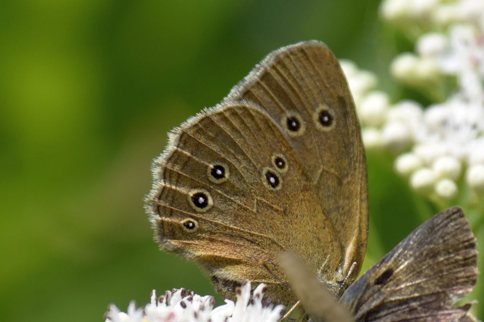 Aphantopus hyperanthus - közönséges ökörszemlepke