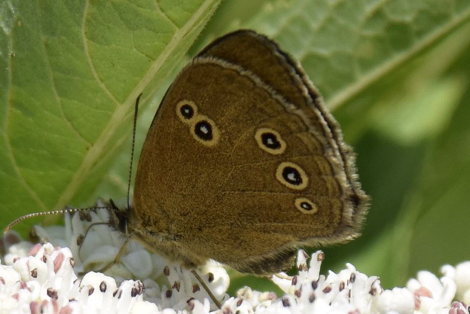 Aphantopus hyperanthus - közönséges ökörszemlepke