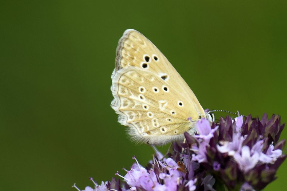 Polyommatus daphnis - csipkés boglárka