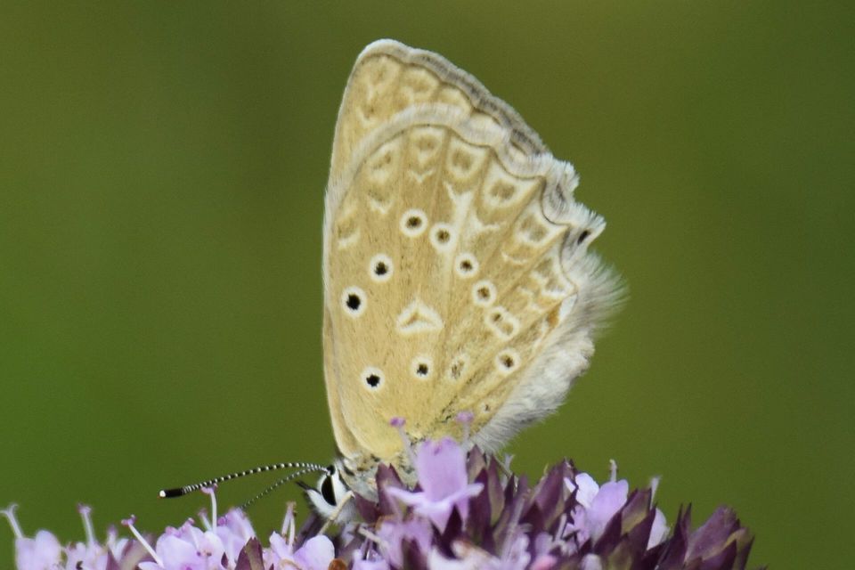 Polyommatus daphnis - csipkés boglárka