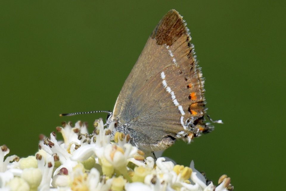 Satyrium spini - kökény-csücsköslepke