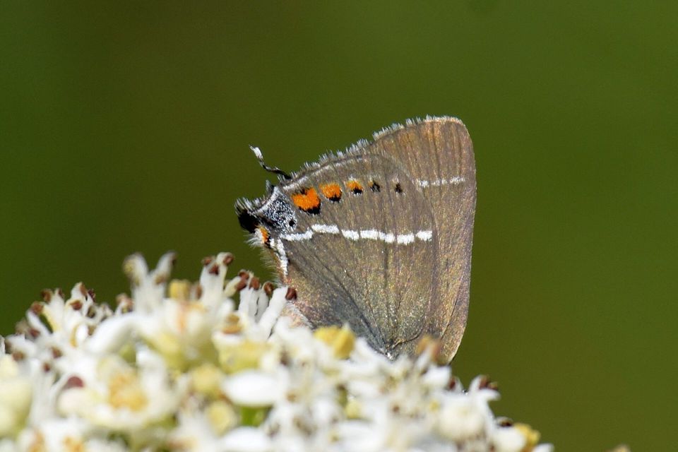 Satyrium spini - kökény-csücsköslepke