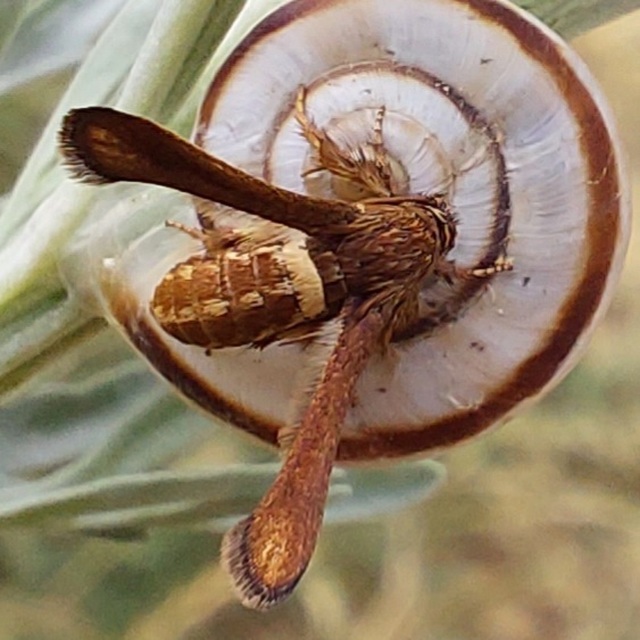 Microsphecia brosiformis - folyófűszitkár