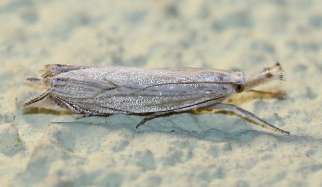 Metacrambus carectellus - homoki fűgyökérmoly