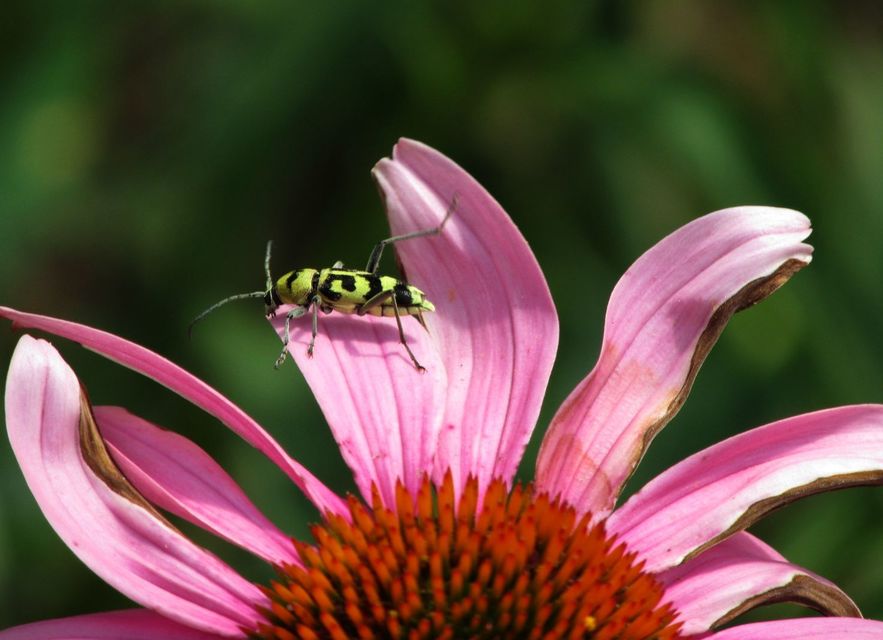 Chlorophorus varius - díszes darázscincér
