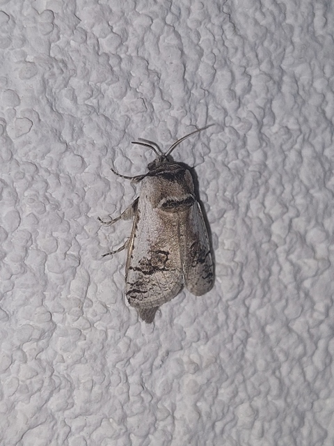 Parahypopta caestrum - spárgalepke