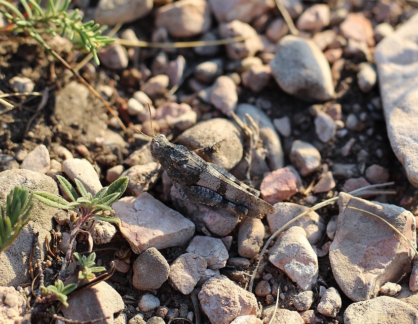 Oedipoda caerulescens - kékszárnyú sáska