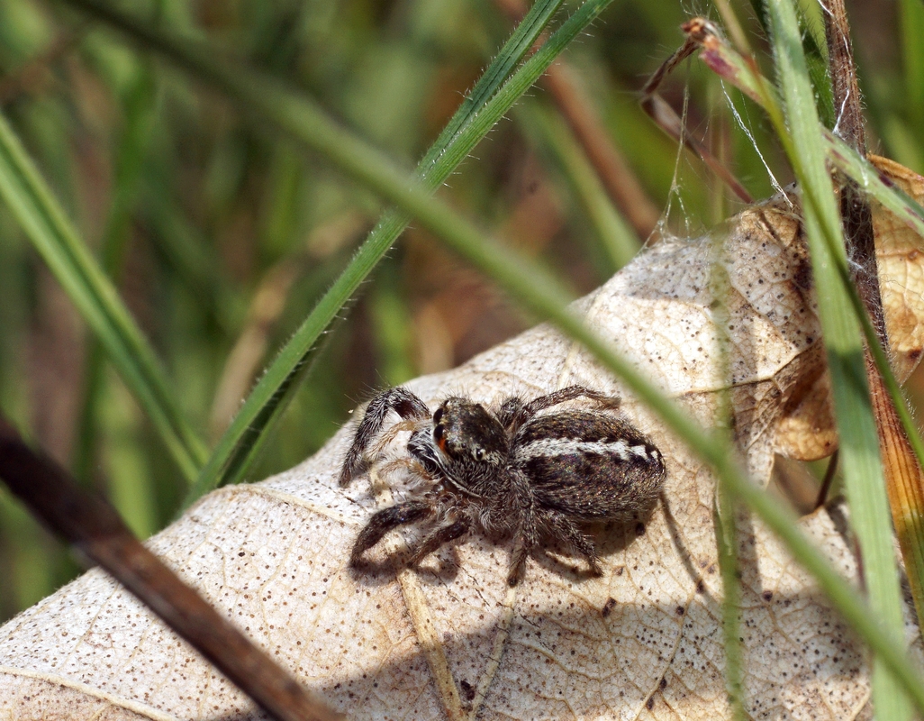 Pellenes seriatus