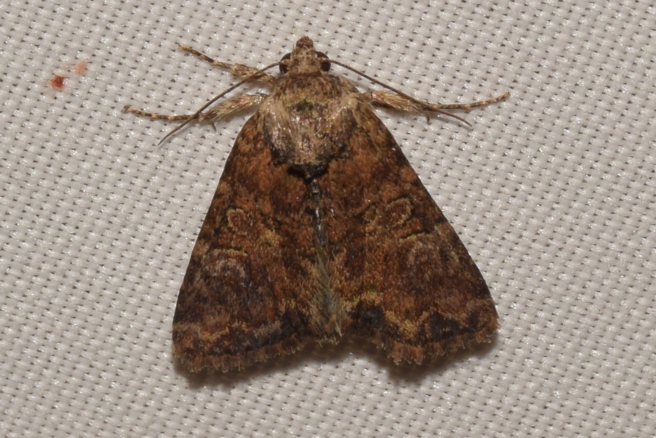 Mesoligia furuncula - kétszínű dudvabagoly