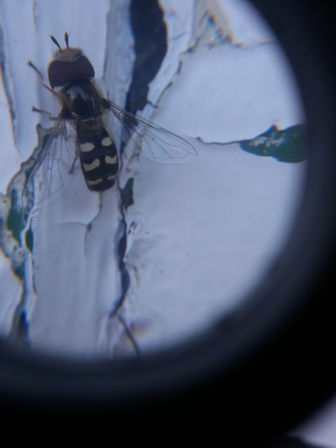 Scaeva pyrastri - gyakori nagyhomlokúlégy
