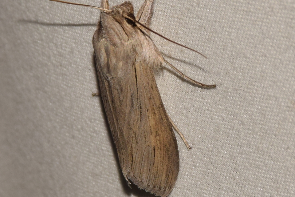 Cucullia umbratica - közönséges csuklyásbagoly