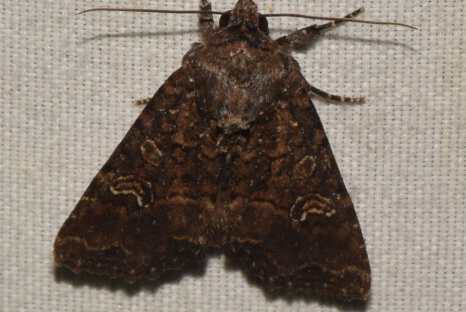 Mesapamea secalis - kis dudvabagoly