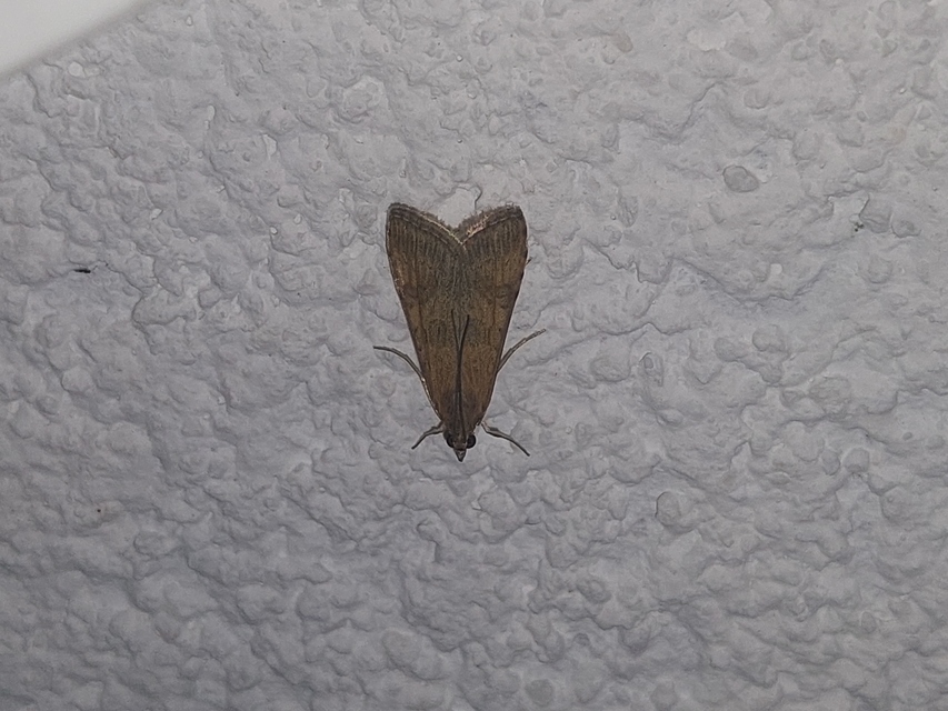 Nomophila noctuella - közönséges vándormoly