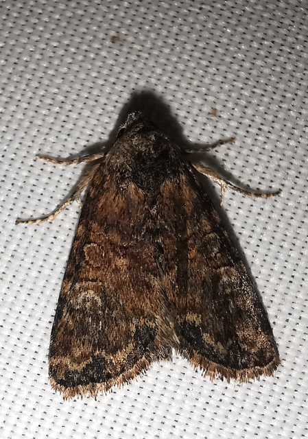 Mesoligia furuncula - kétszínű dudvabagoly