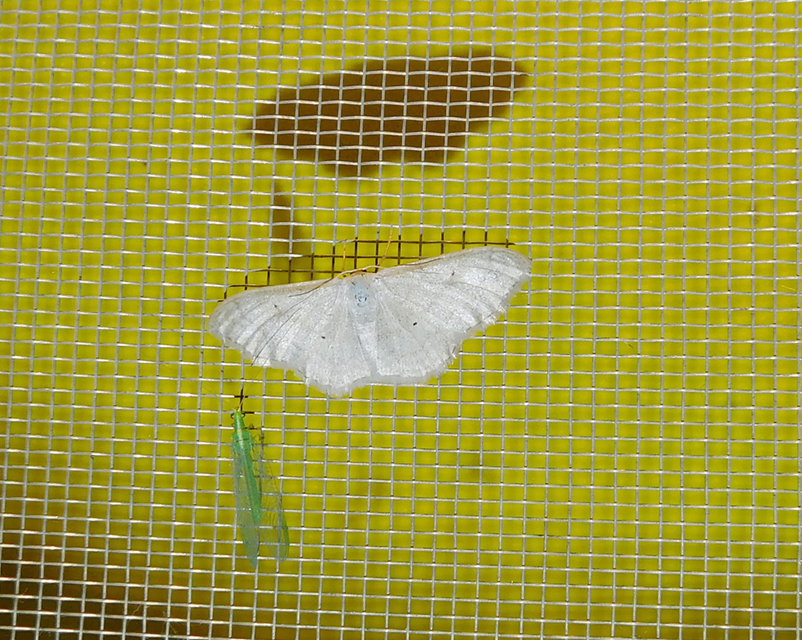 Idaea straminata - szalmasárga sávosaraszoló