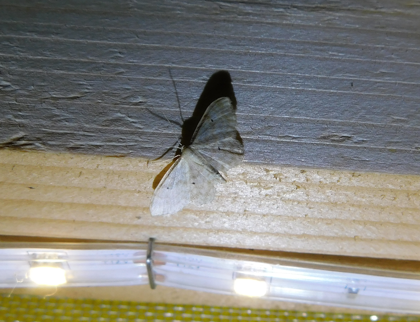 Idaea fuscovenosa - szürkeszélű apróaraszoló