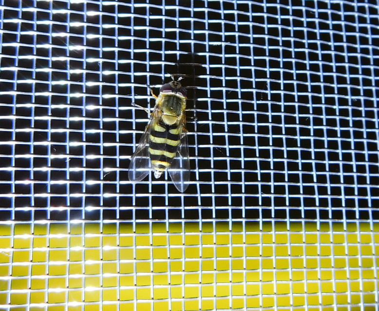 Syrphus