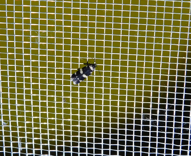 Oegoconia