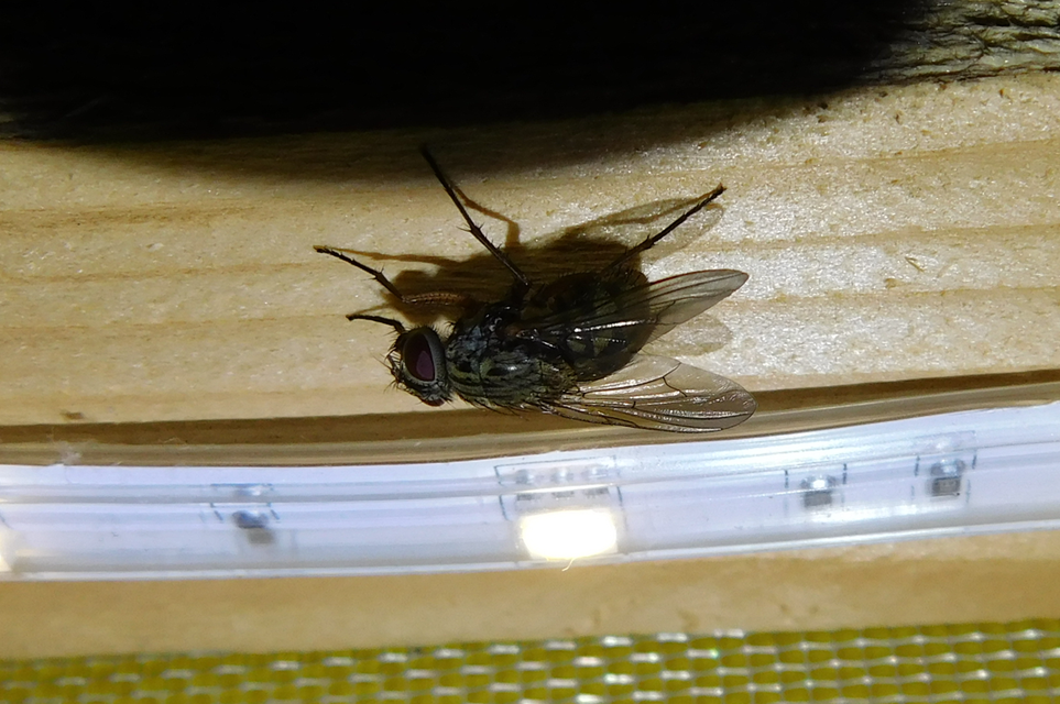 Phaonia valida