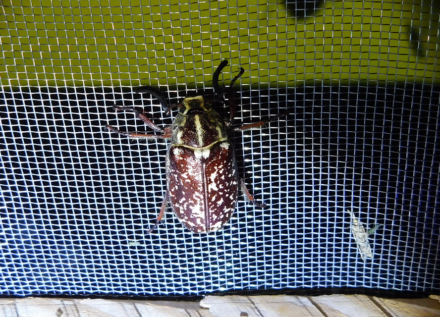 Polyphylla fullo - csapó cserebogár