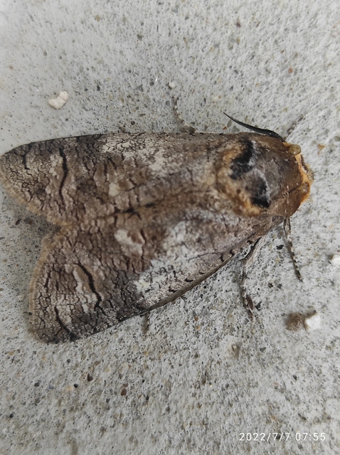 Cossus cossus - fűzfarontólepke
