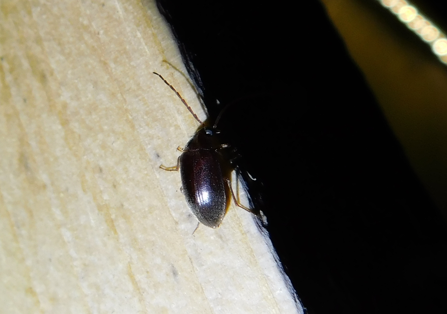 Hymenalia rufipes - rőtlábú alkonybogár