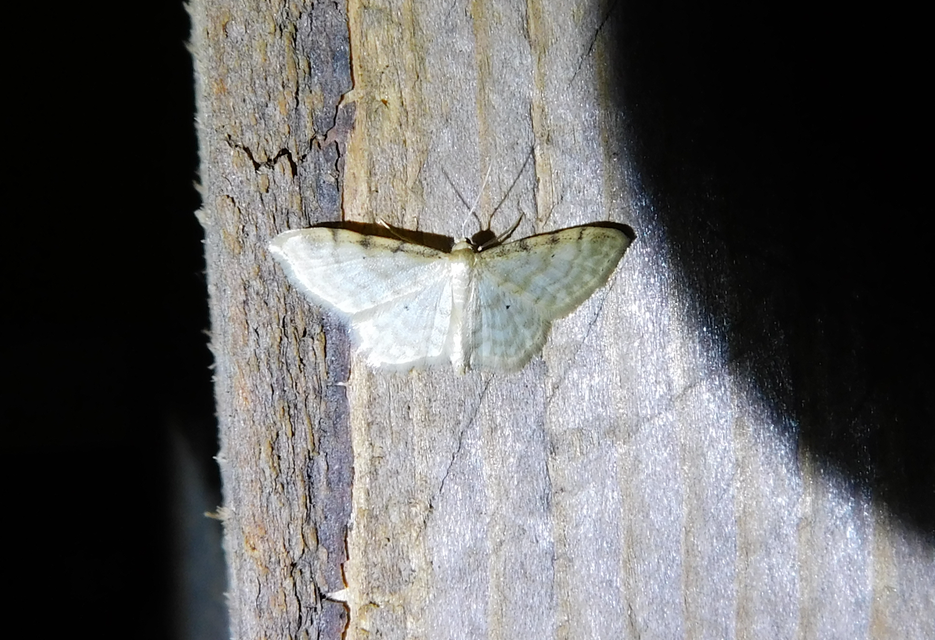 Idaea fuscovenosa - szürkeszélű apróaraszoló