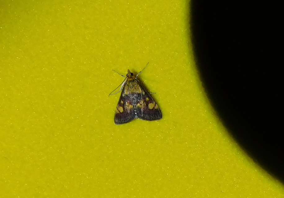 Pyrausta aurata - aranyló bíbormoly