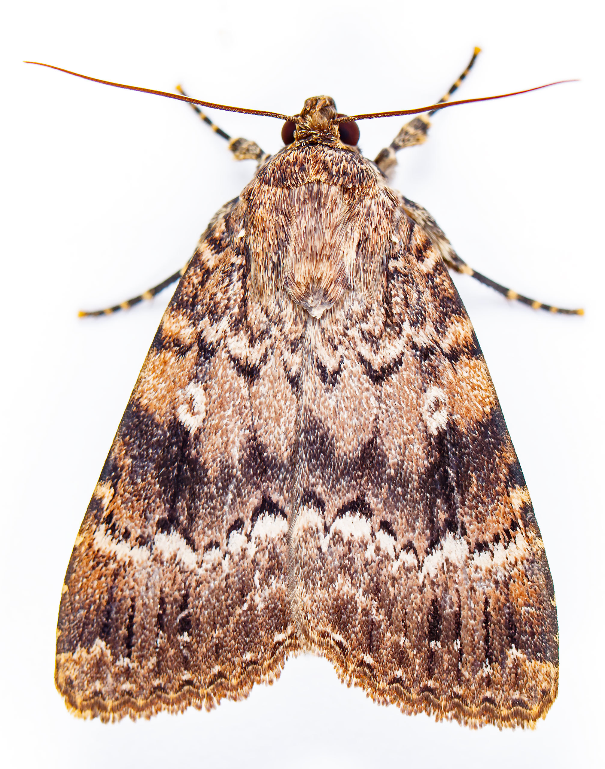 Amphipyra berbera/pyramidea