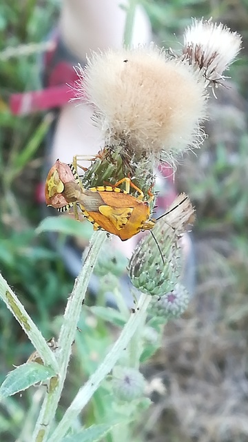Carpocoris