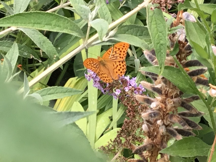 Argynnis paphia - nagy gyöngyházlepke