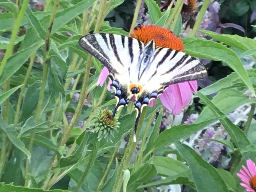 Iphiclides podalirius - kardoslepke