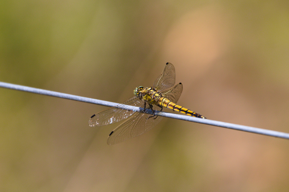 Orthetrum albistylum - fehérfarkú pásztorszitakötő
