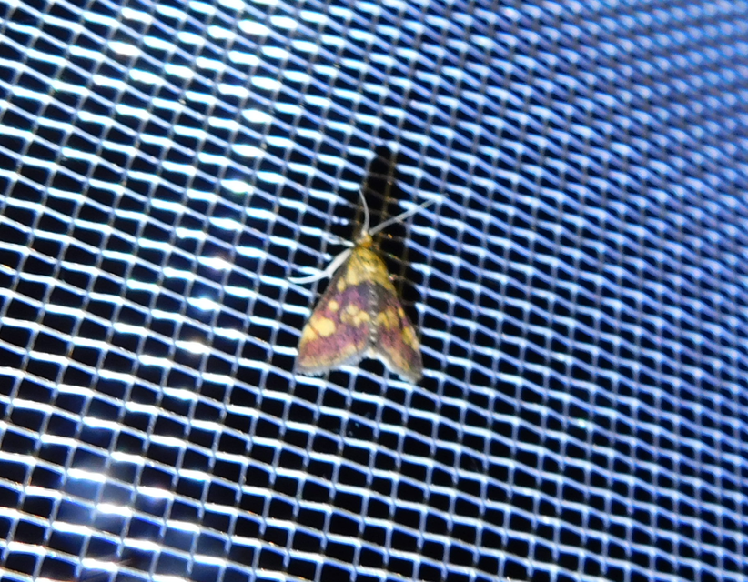 Pyrausta aurata - aranyló bíbormoly