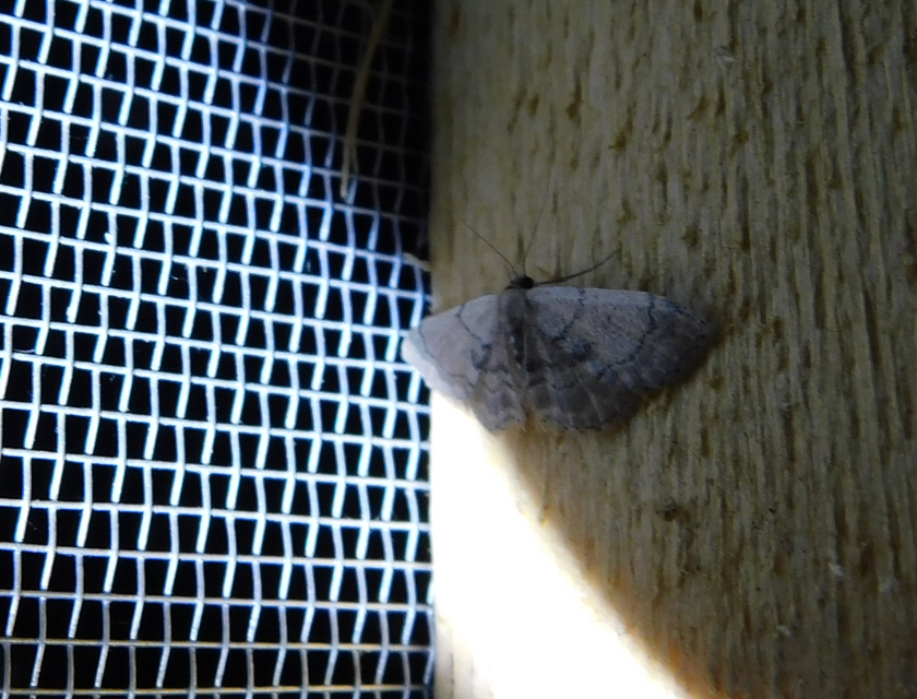 Idaea laevigata - sötétfoltos apróaraszoló