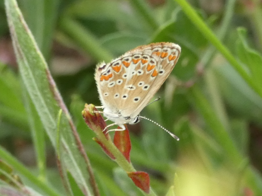 Aricia agestis - szerecsenboglárka