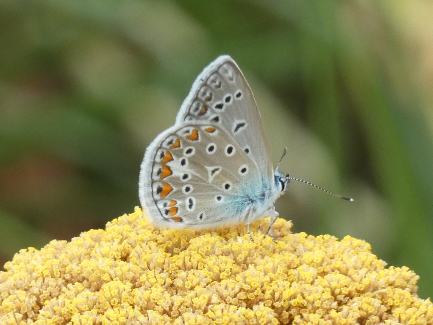 Polyommatus icarus - közönséges boglárka