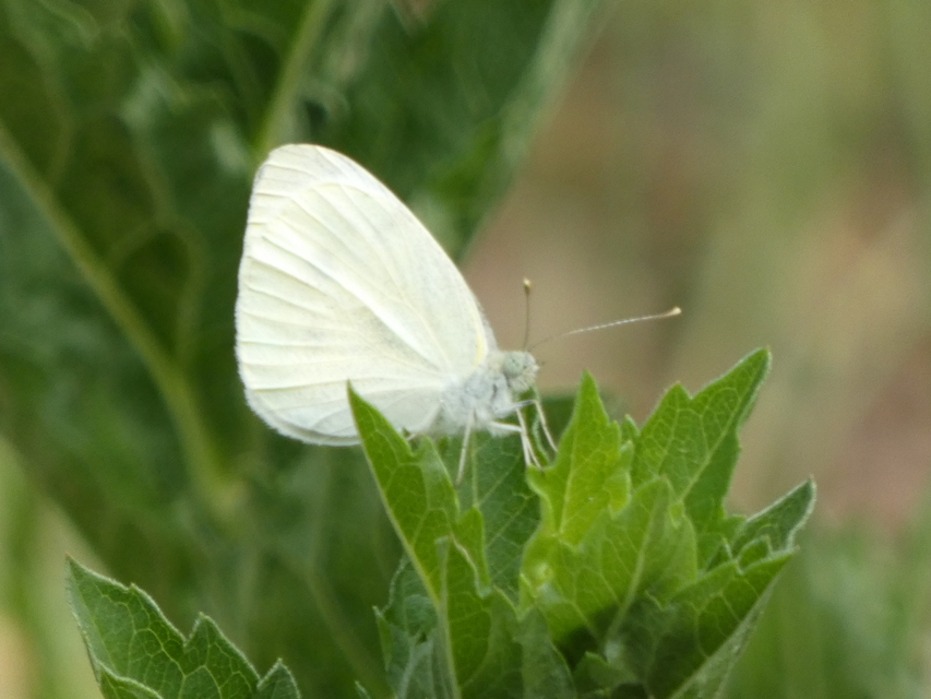 Pieris rapae - répalepke